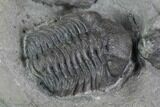 Eldredgeops Trilobite With Horn Coral & Brachiopod - New York #95943-3